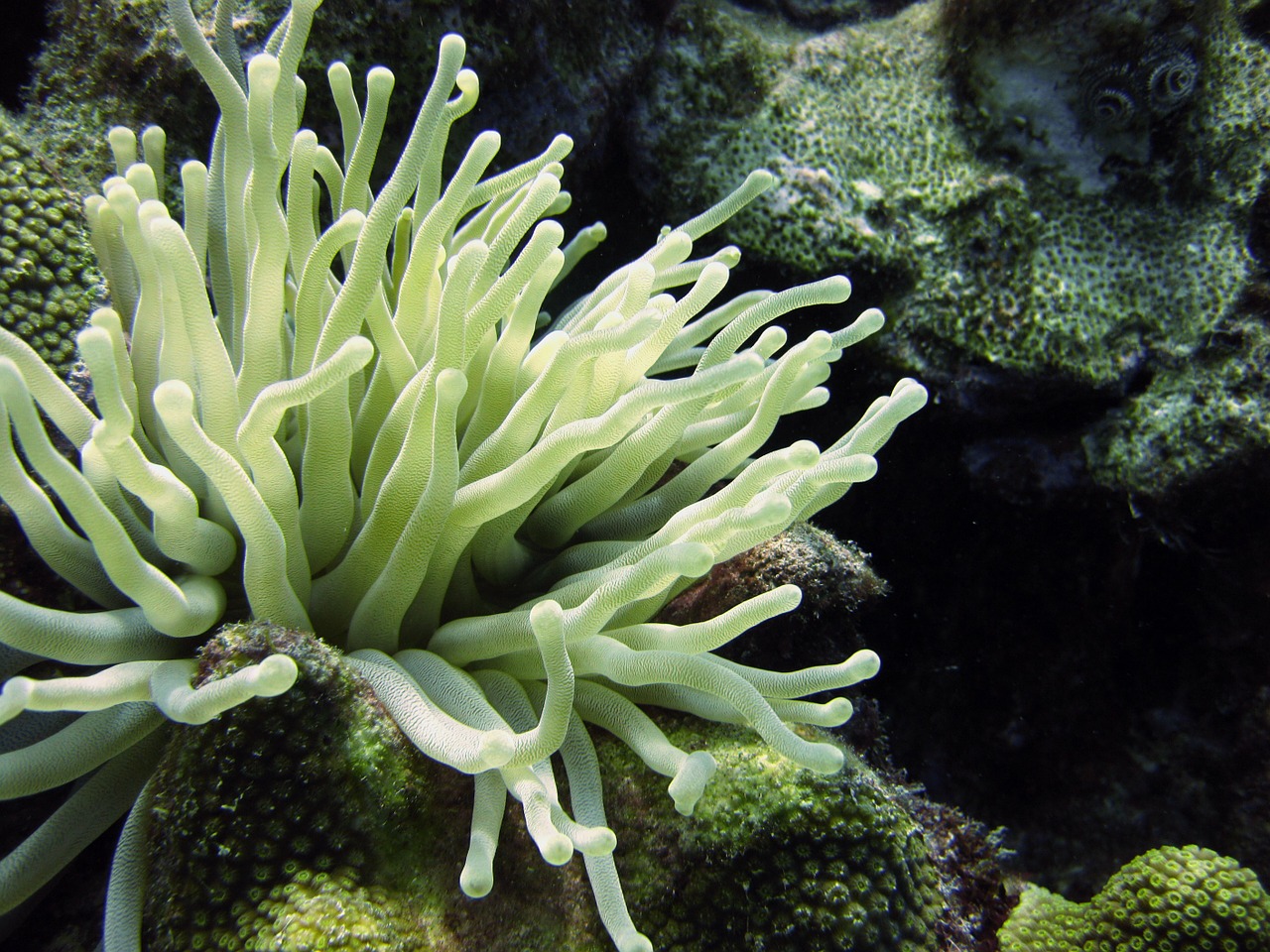 marine biome plant names